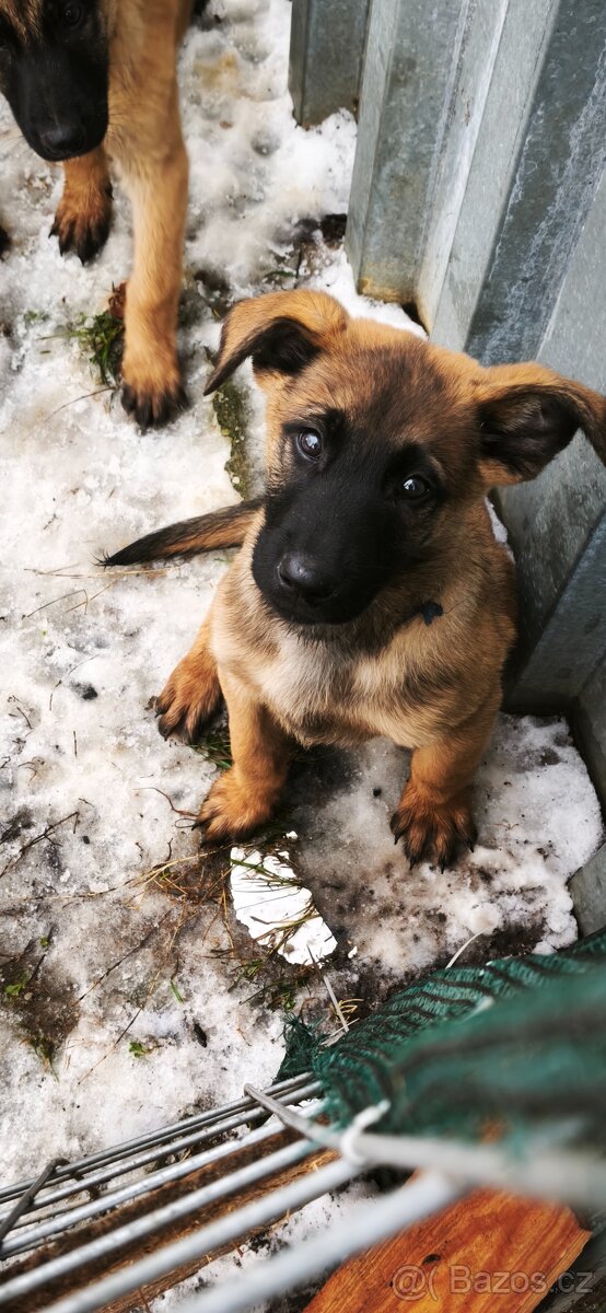 Belgický ovčák malinois - 3
