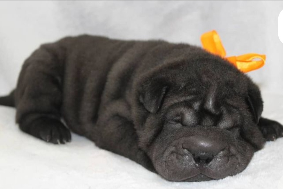 Šarpej 3 měsíce. - 3