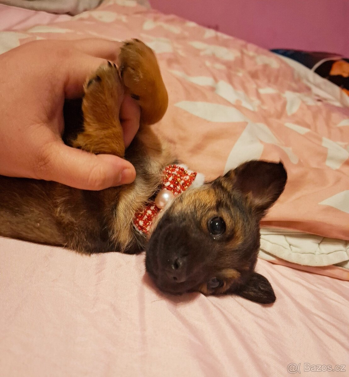 Stěně Jezevčík - 3