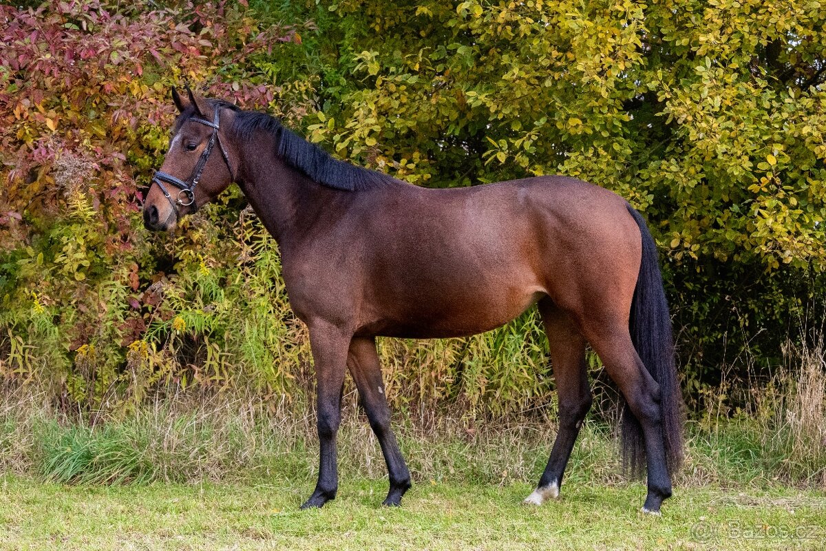 PRODÁME VÍCE MLADÝCH KONÍ - 3