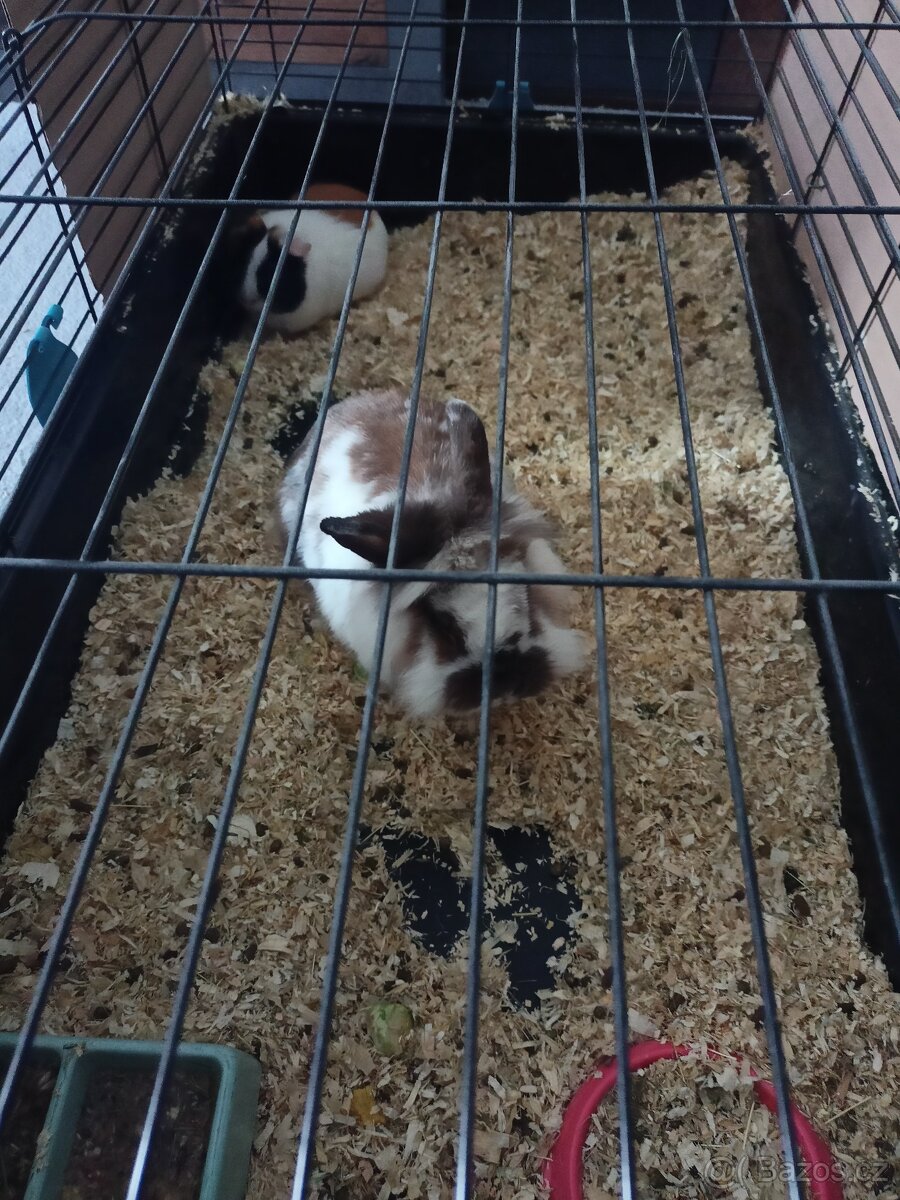 Zakrslý. králík - 3