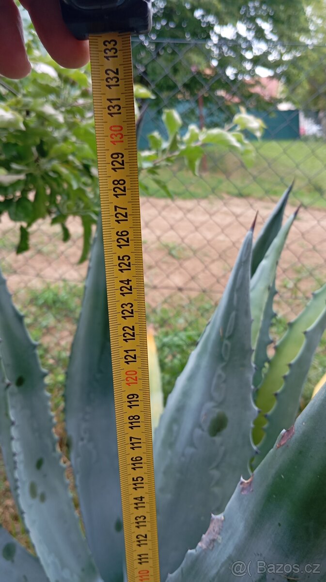 Prodám Agave - 3
