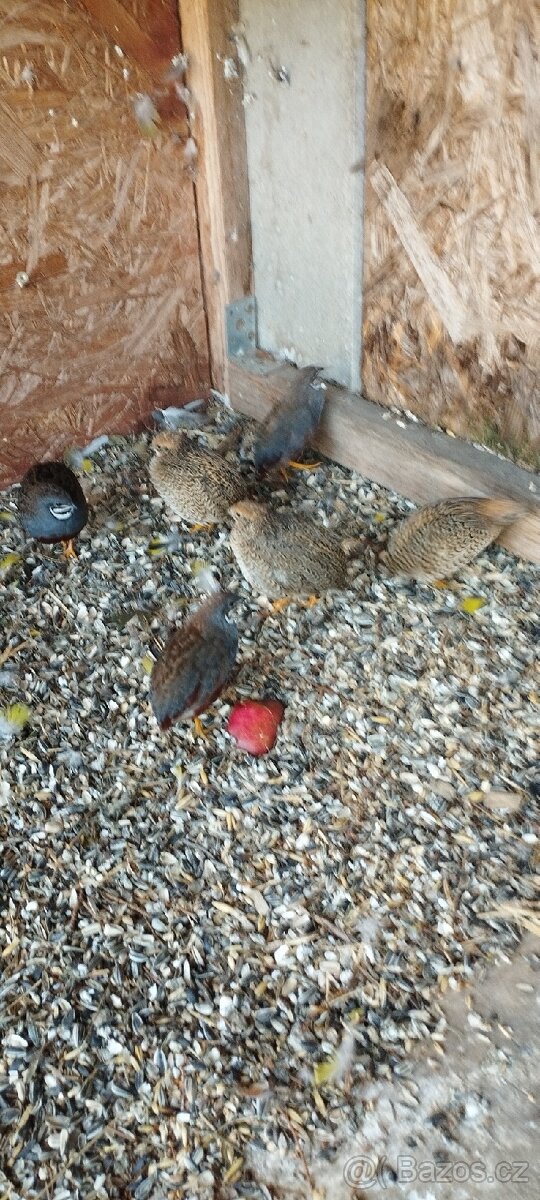 Prodám křepelky čínské - 3