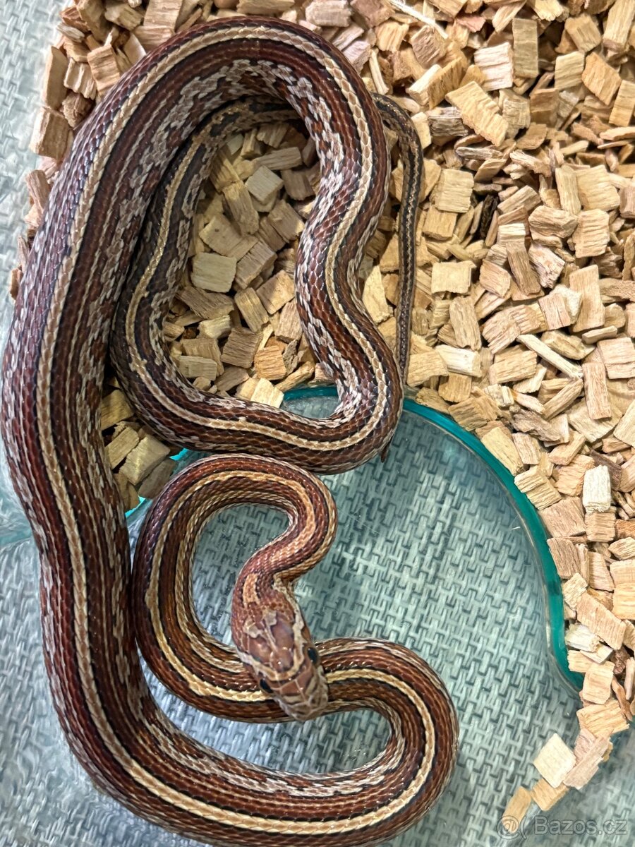 🐍 HAD - užovka - samec - 3