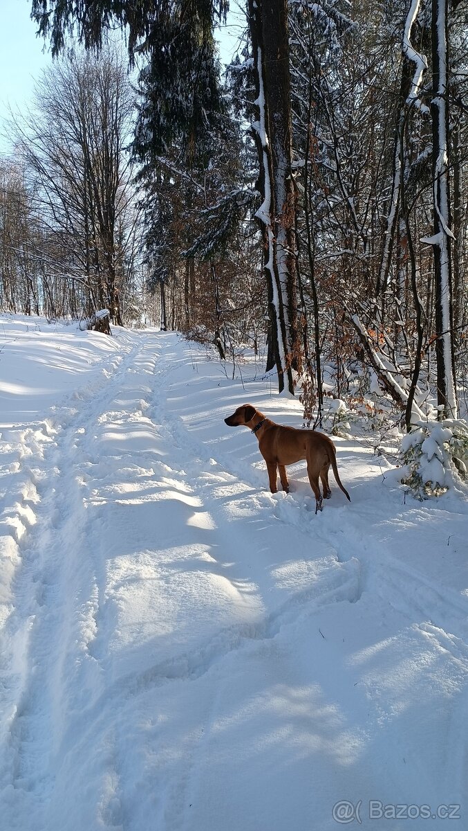 Rhodéský ridgeback - 3