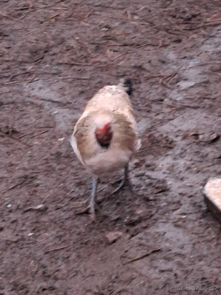 Kohouti modrá vejce - 3