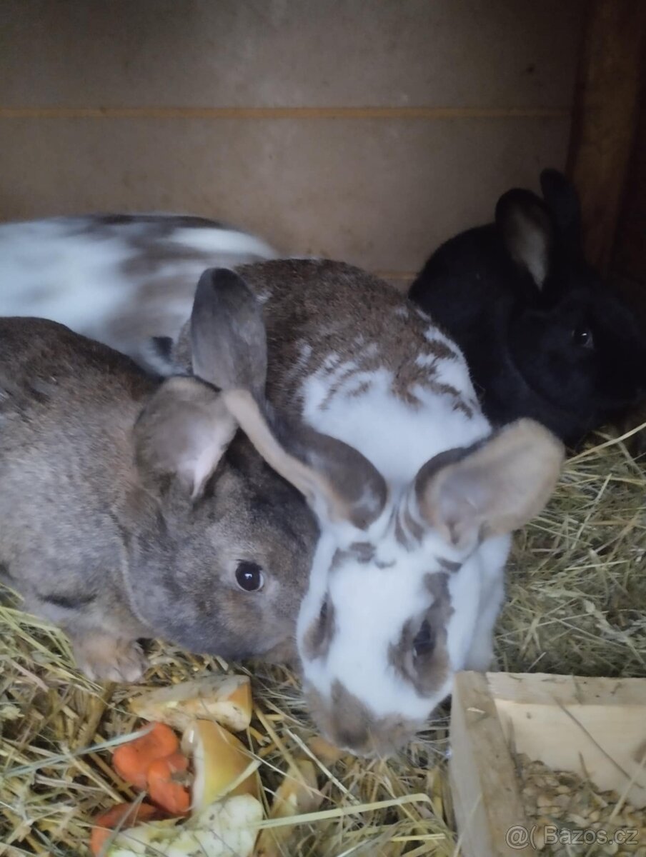 Samice i samci do chovu - 3