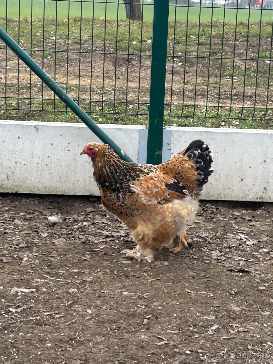 NV Brahmánka velká - 3