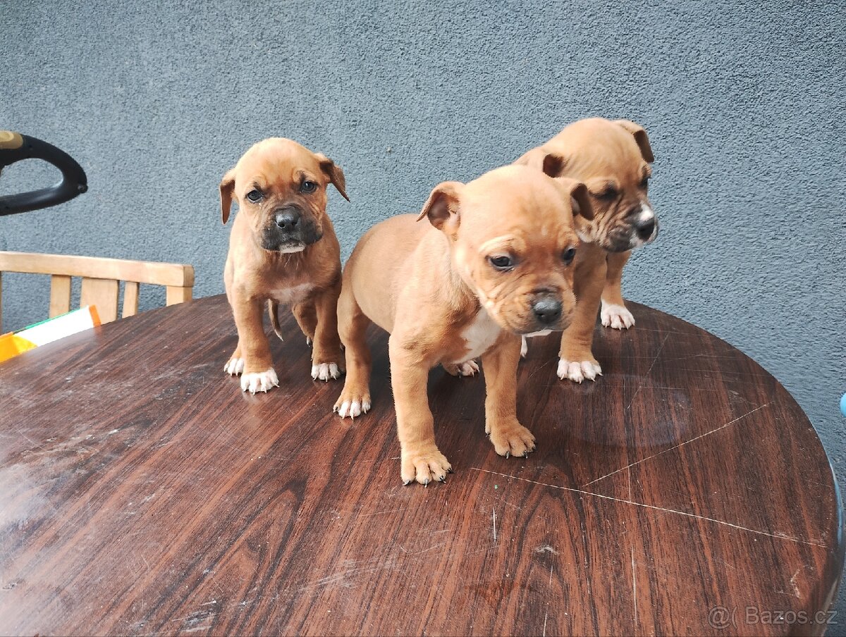 Americký stafordšírský teriér - 3