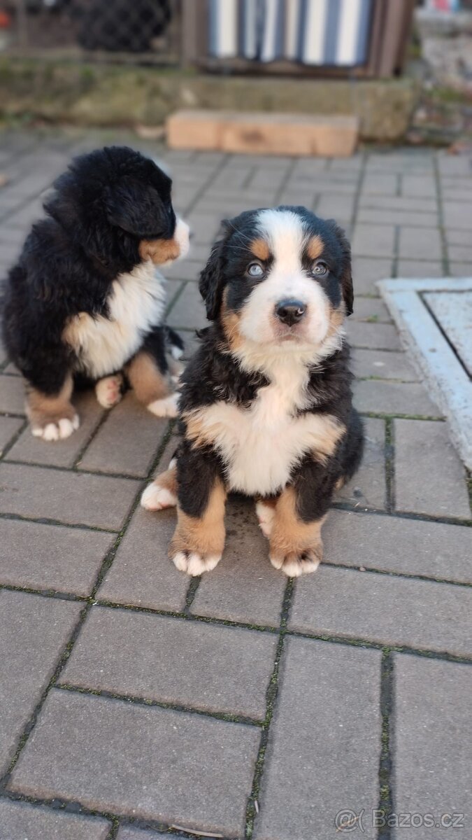 Šťěňata Bernský salašnický pes bez Pp - 3
