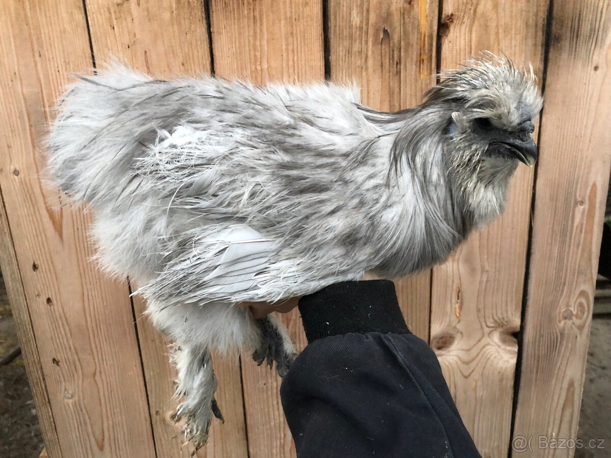 Hedvábnička perlově šedá. - 3