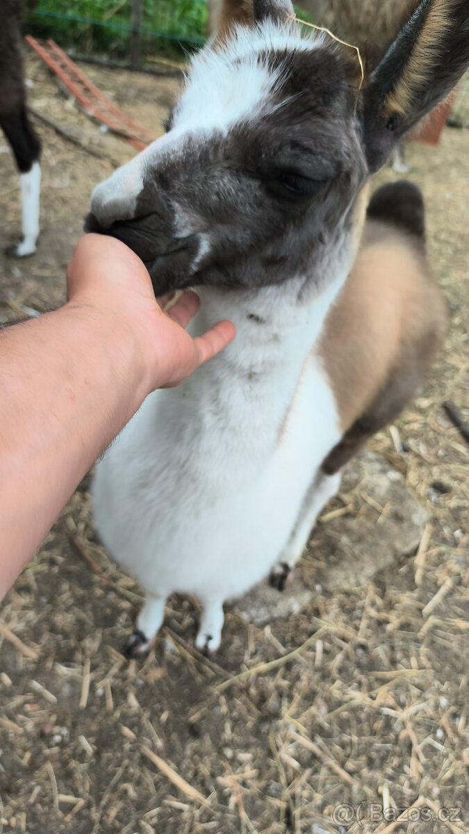 Lama krotká - 3