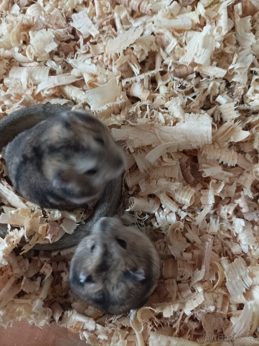 Krejčík džungarský - 3