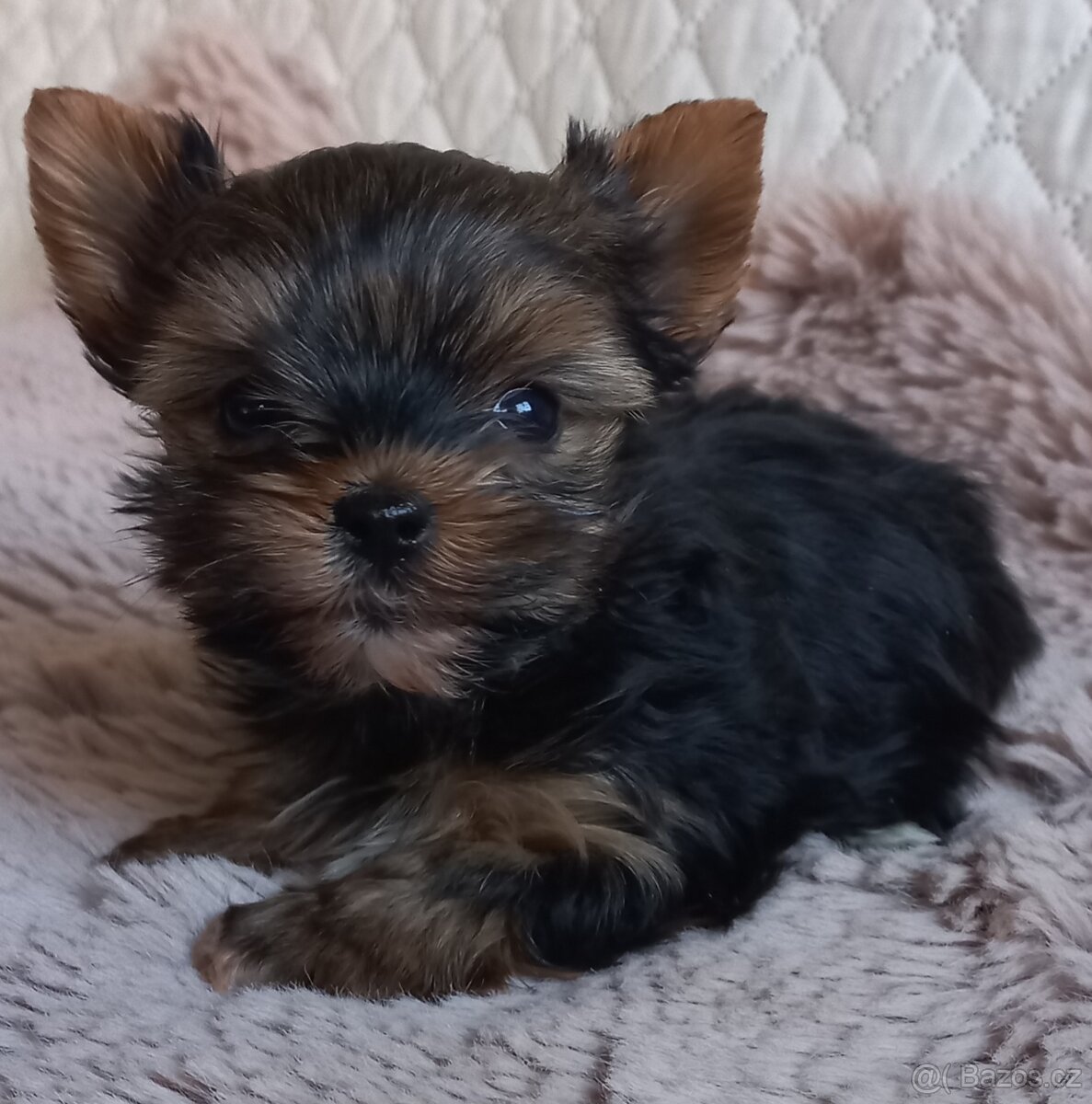 Jorkšírský teriér pejskové - 3