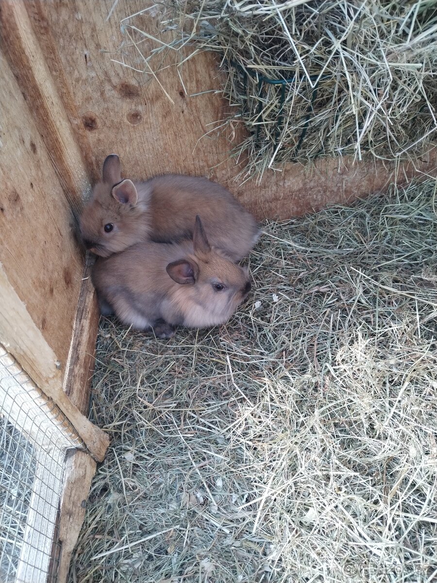 Zakrslí králíčci - 3