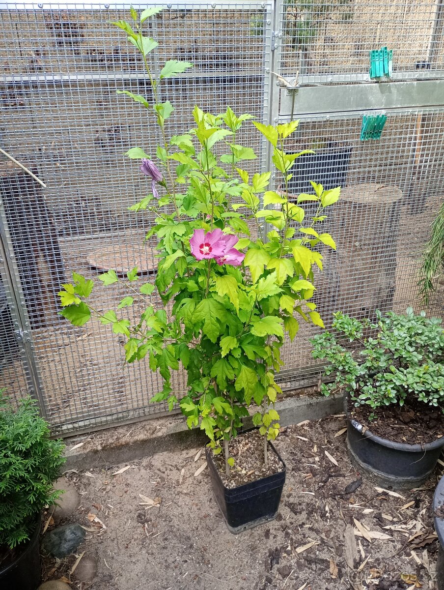 Ibišek syrský (Hibiscus syriacus) - 3