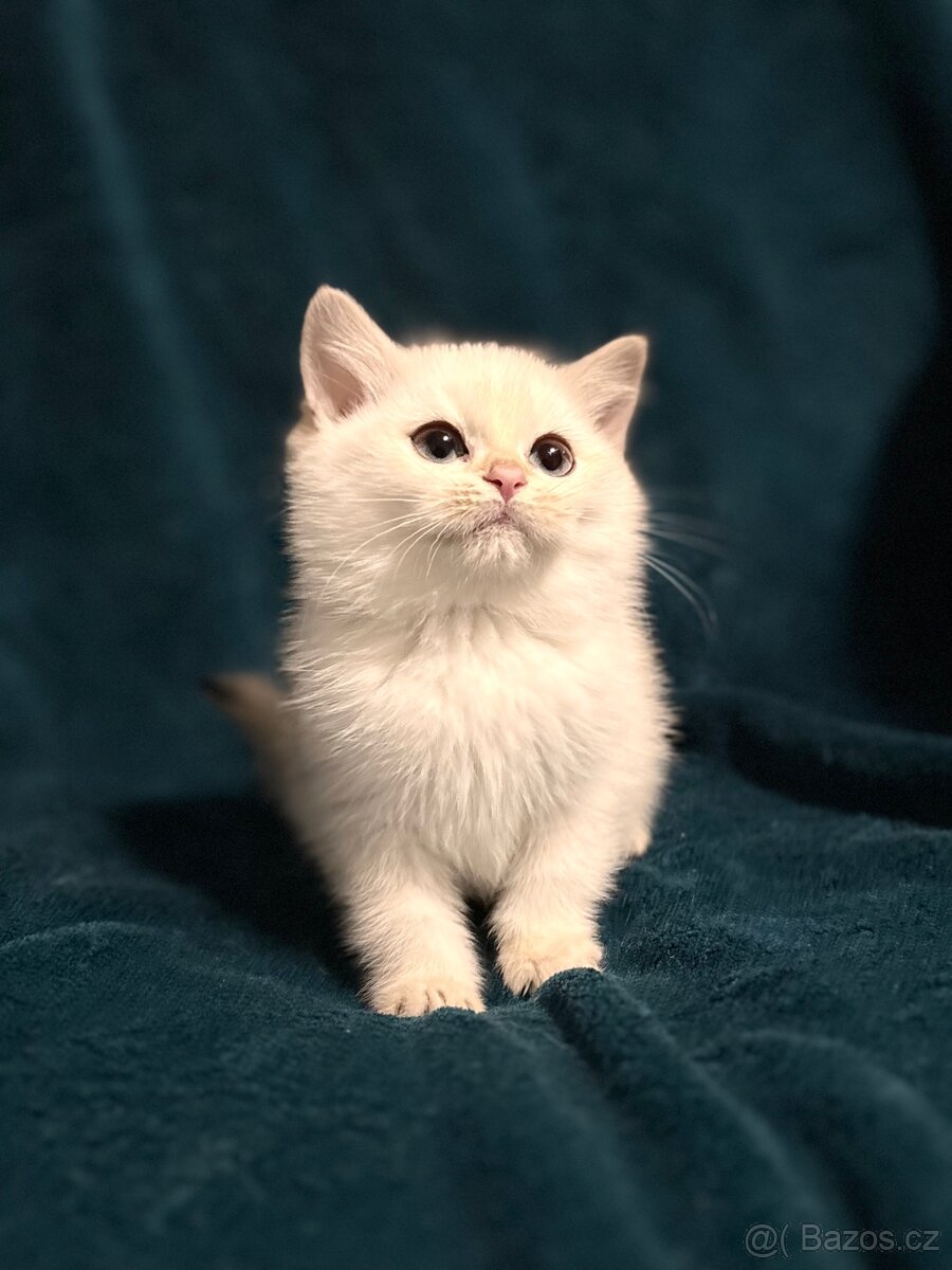 Britské kotě bílá činčila - 3