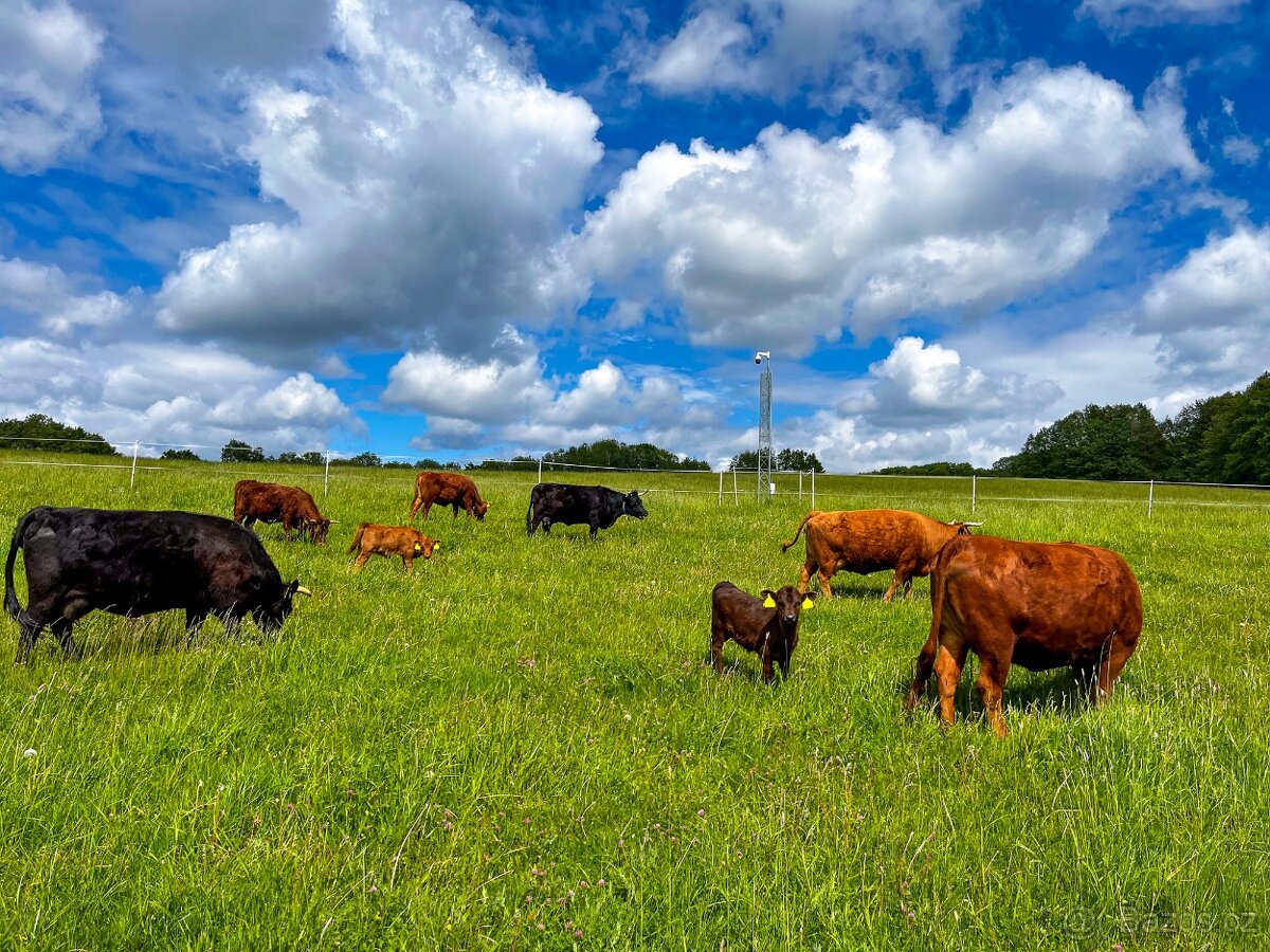 Rezervace na dexter jalovice s POP na rok 2026 - 3