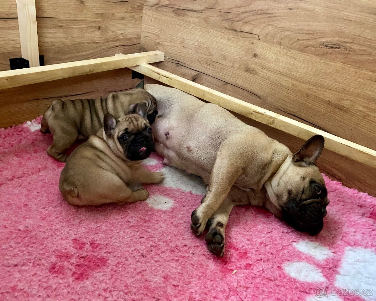 TOP francouzský buldoček s PP FCI - 3