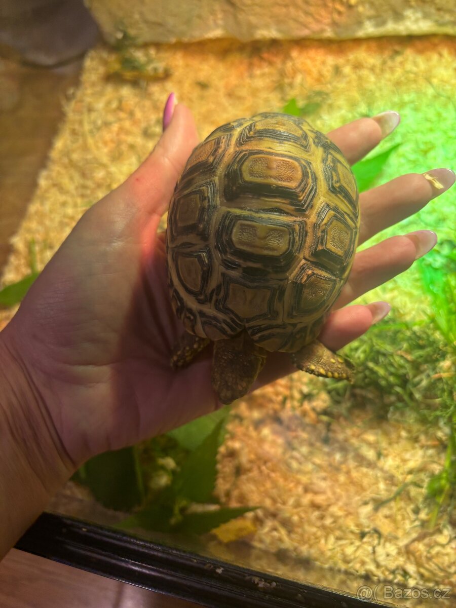 Želva pardálí - odrostlé - 3