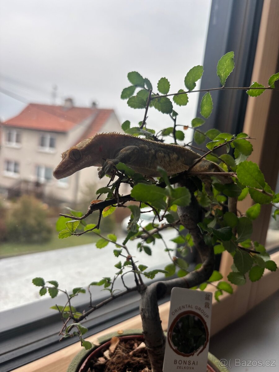 Pagekoni terarium + 3 gekoni - 3