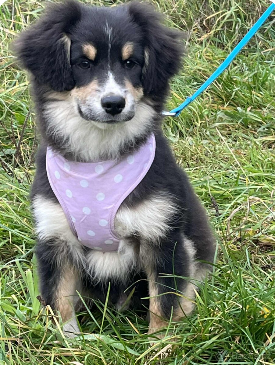 Miniaturní americký ovčák - trikolorní kluci - 3