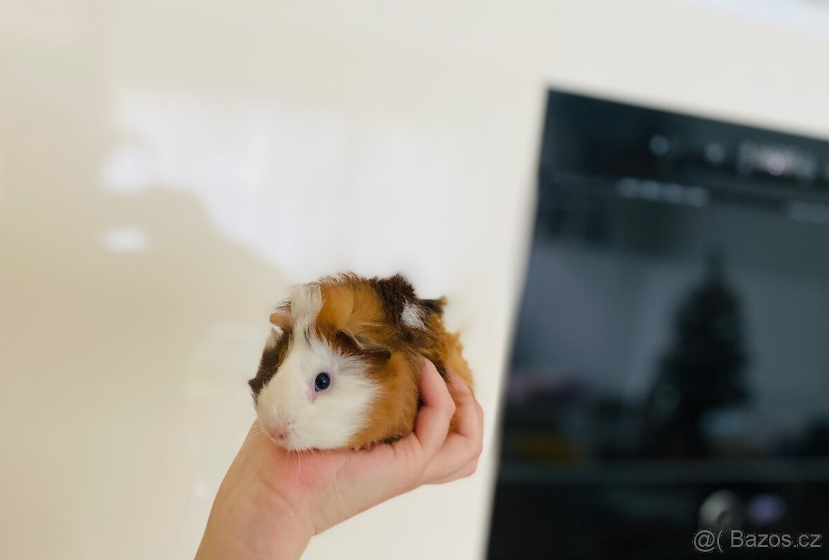 Roztomilá rozcuchaná morčecí slečna hledá nový domov 🐹🤍🤎 - 3