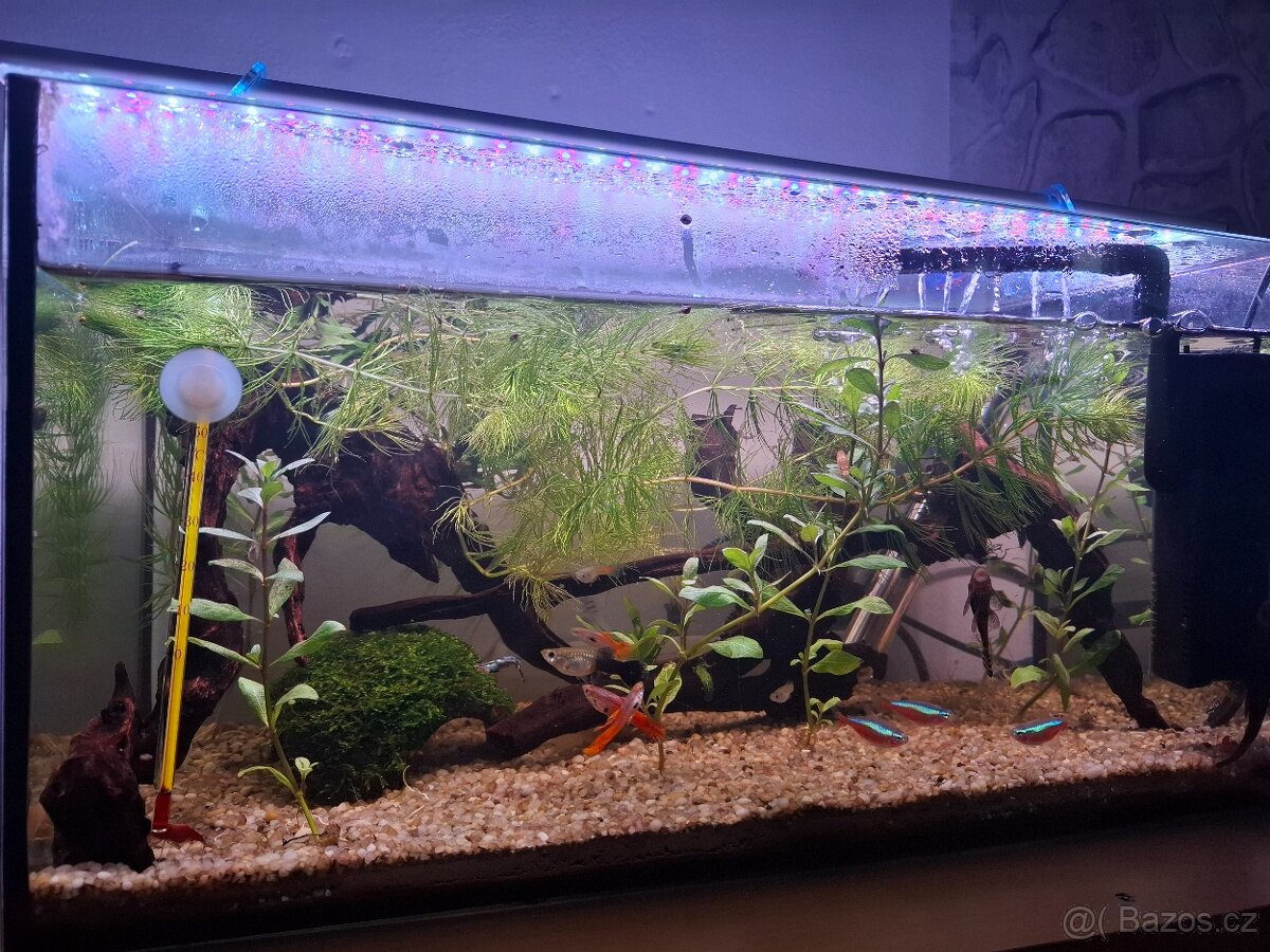 Paví očka, ancistrus, neonky - 3