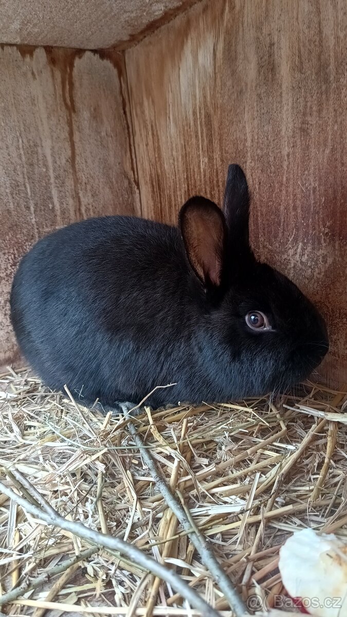 Králík - 3