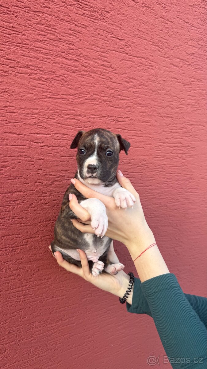 Americký stafordširský terier - 3