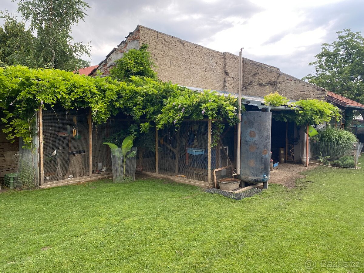 Vistárie Čínská - 3