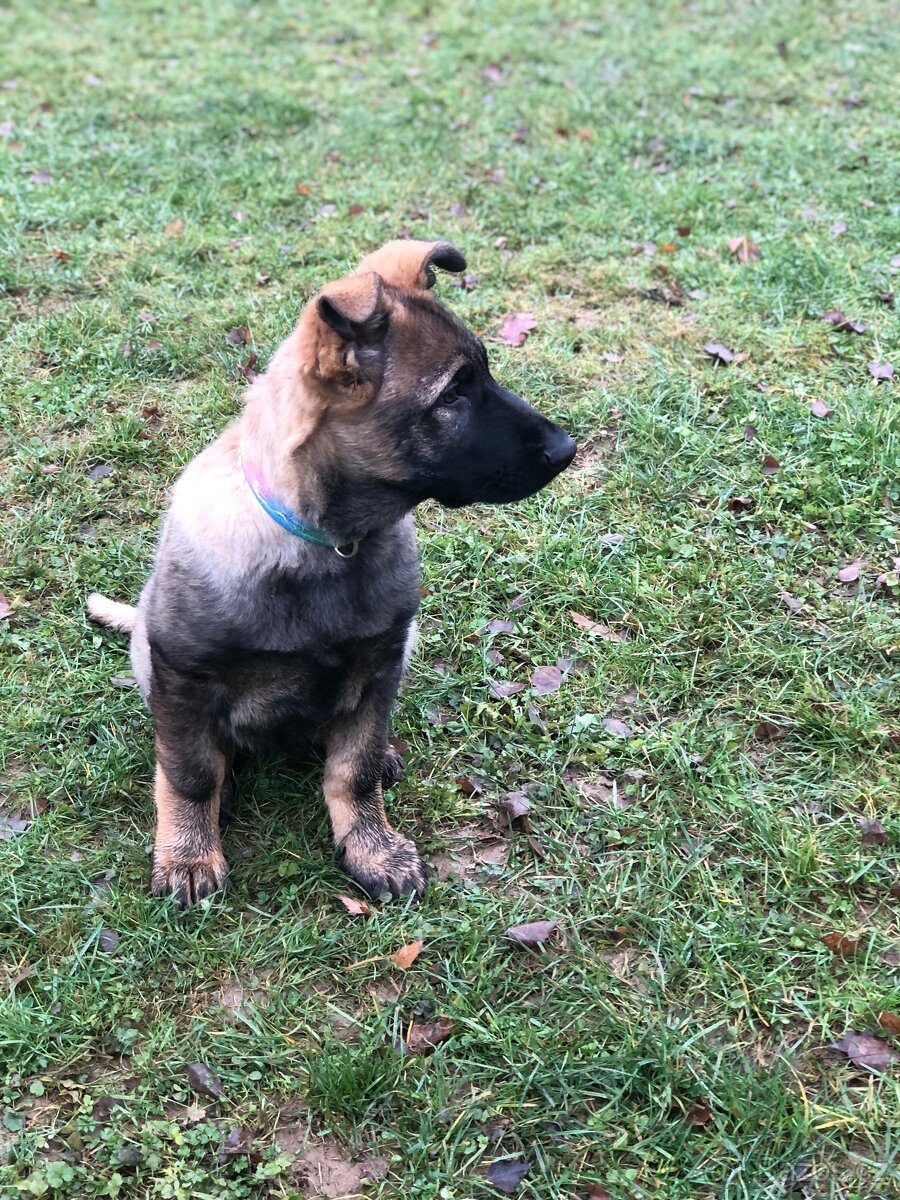 Stene Německého ovcaka s PP - 3