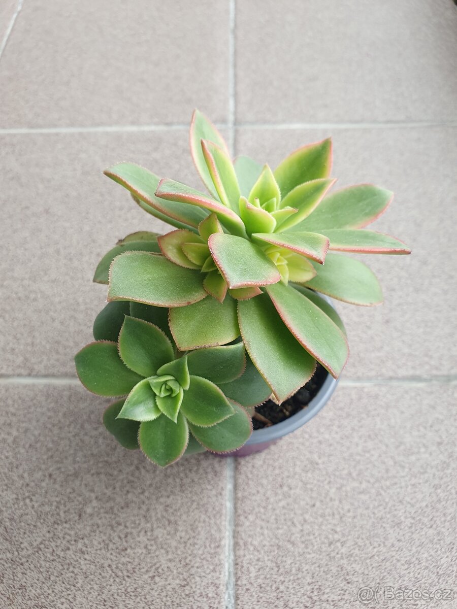 Sukulent - 3