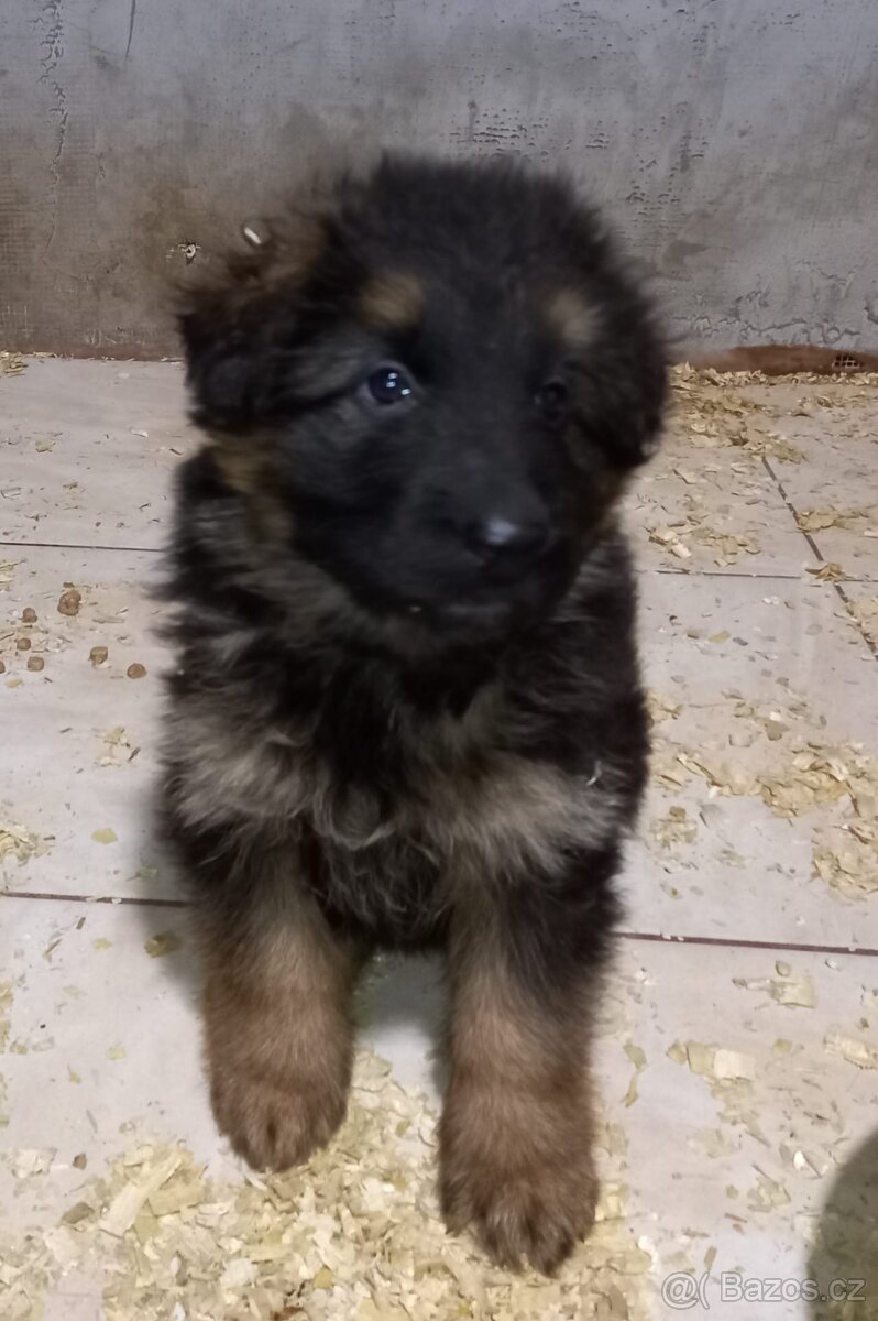 Německý ovčák - 3