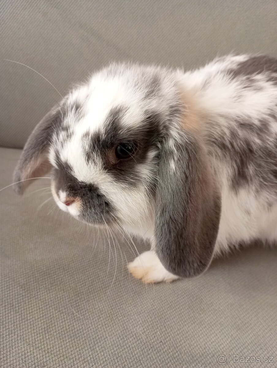 Zakrslý beránek králíček - 3