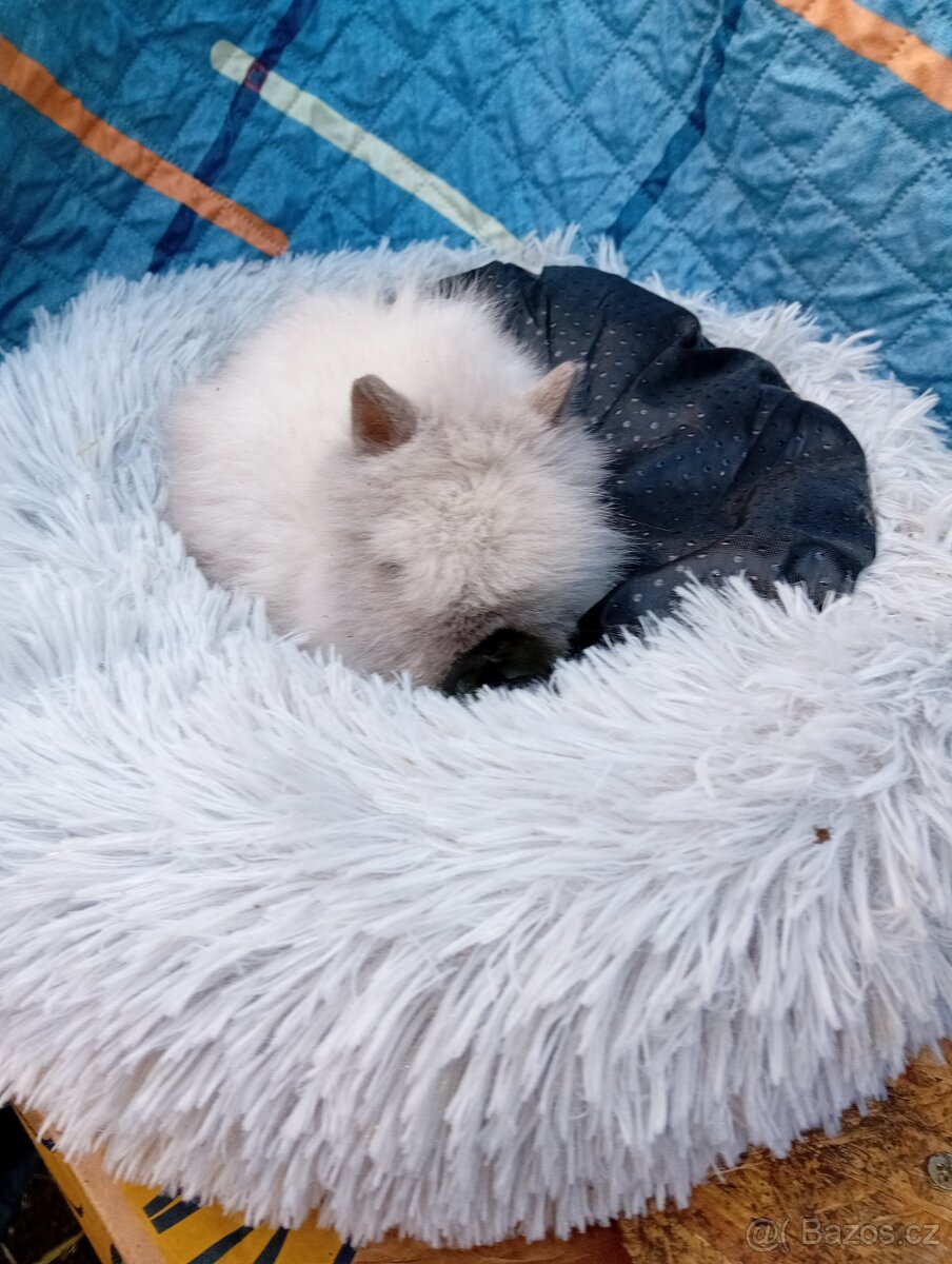 Zakrslý králíček teddy J2 - 3