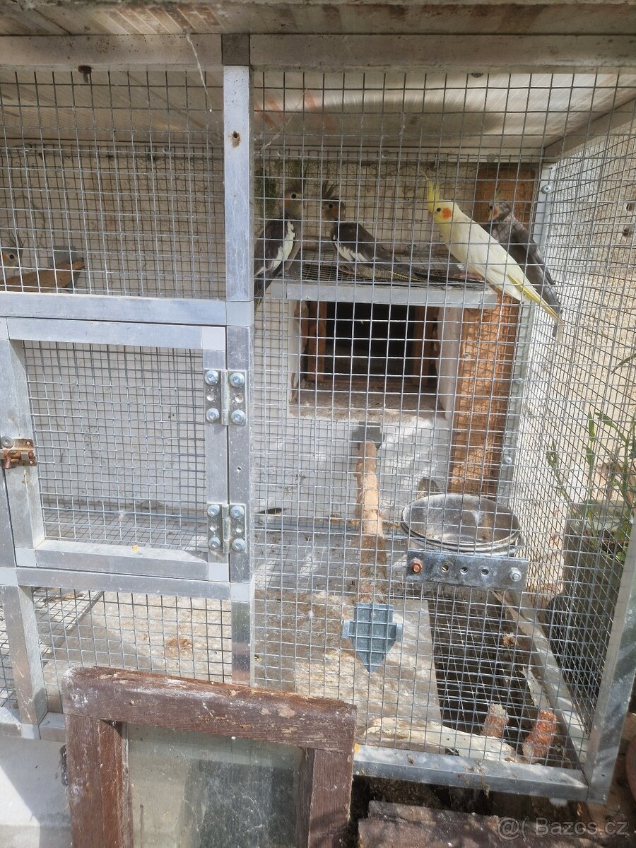 Korela chocholatá - 3