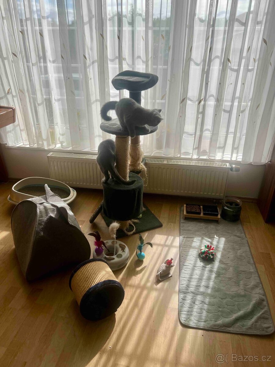 Kocourek britský krátkosrstý modrý - 3