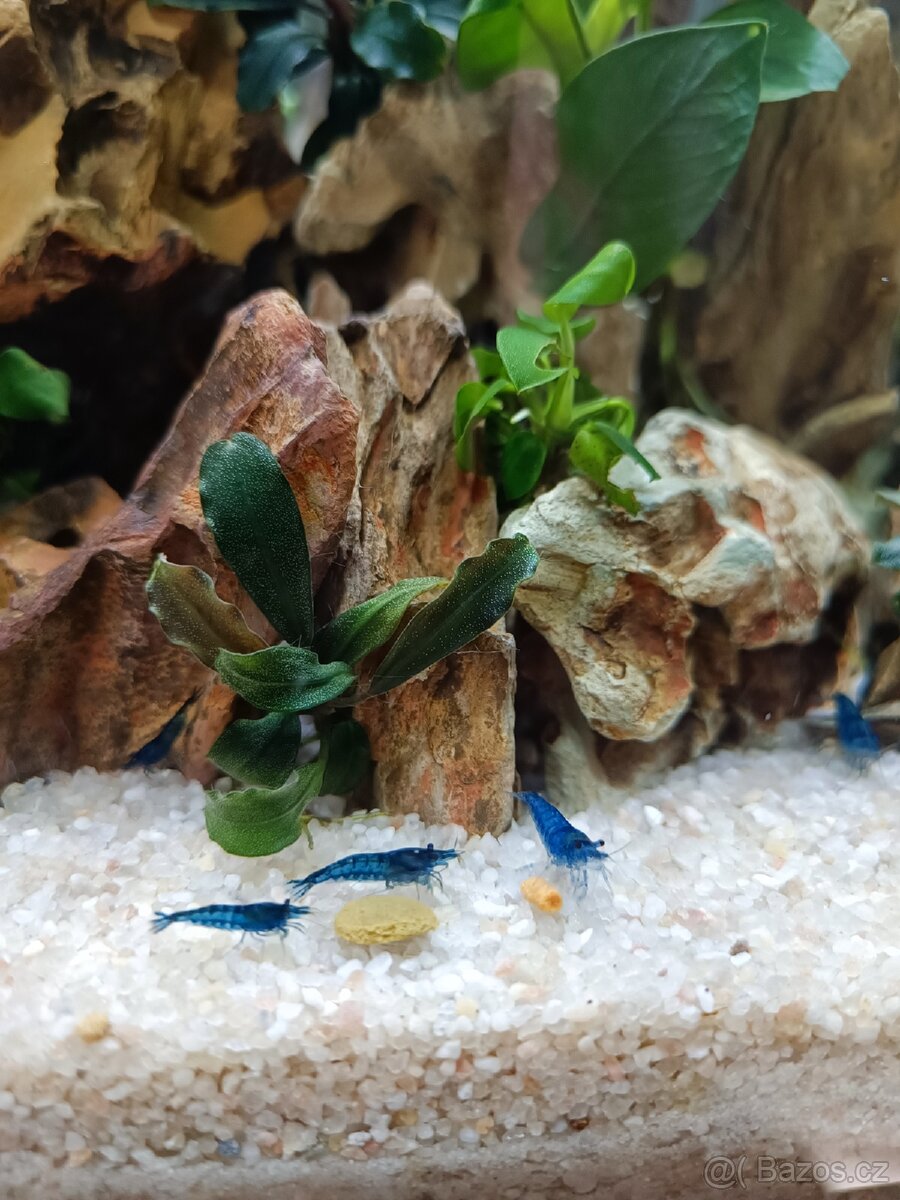 Krevetky rodu Neocaridina Davidi - Blue Dream - 3