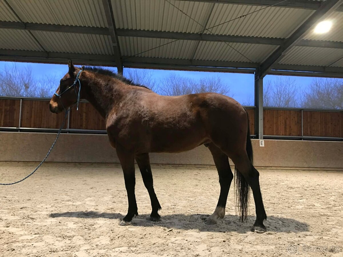 valach 9 let, 158 cm kůň pro ženu - 3