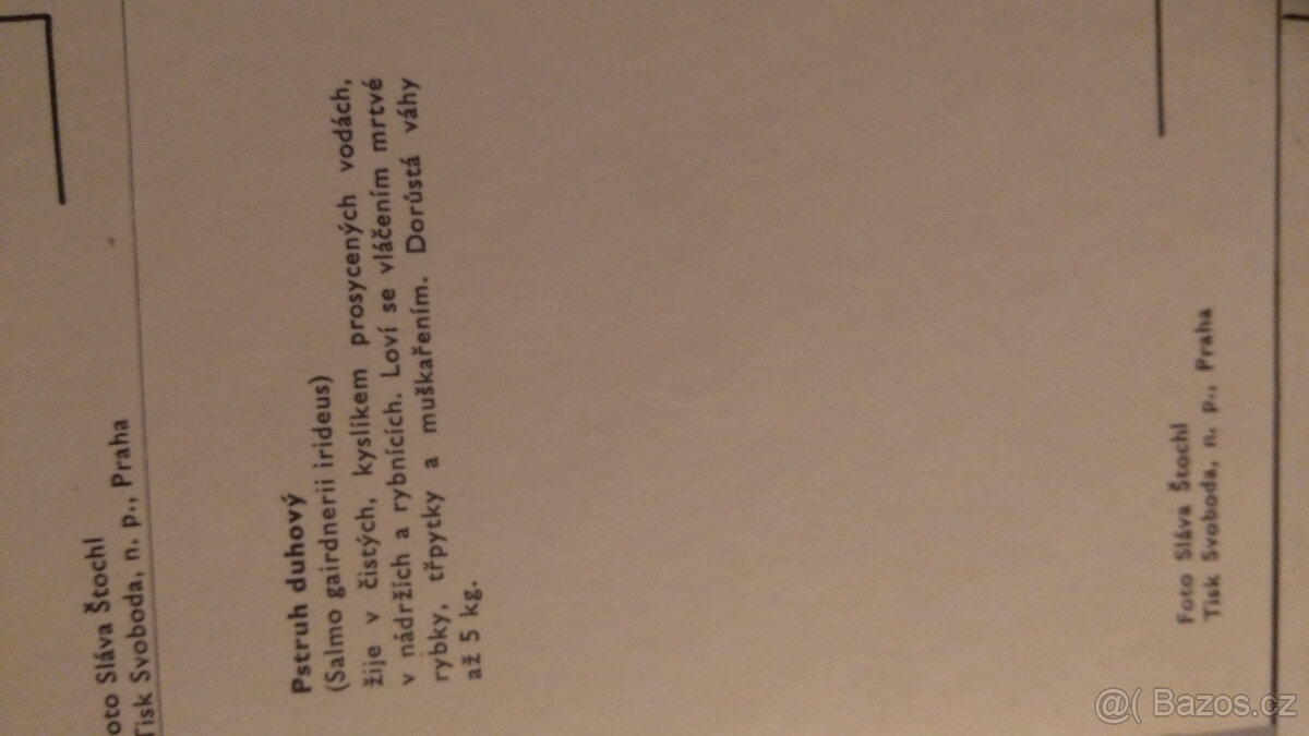 pohlednice - ryby - 3