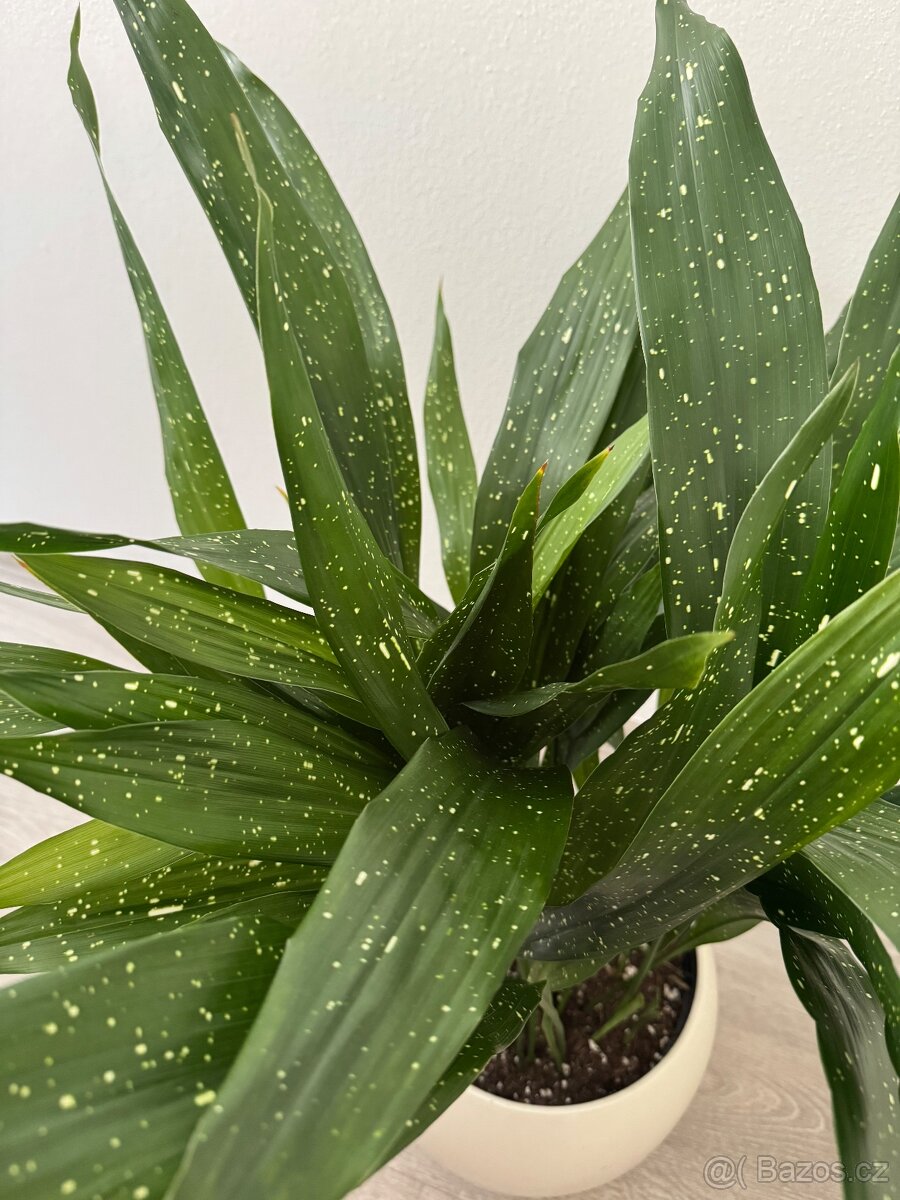 Aspidistra milky way - 3