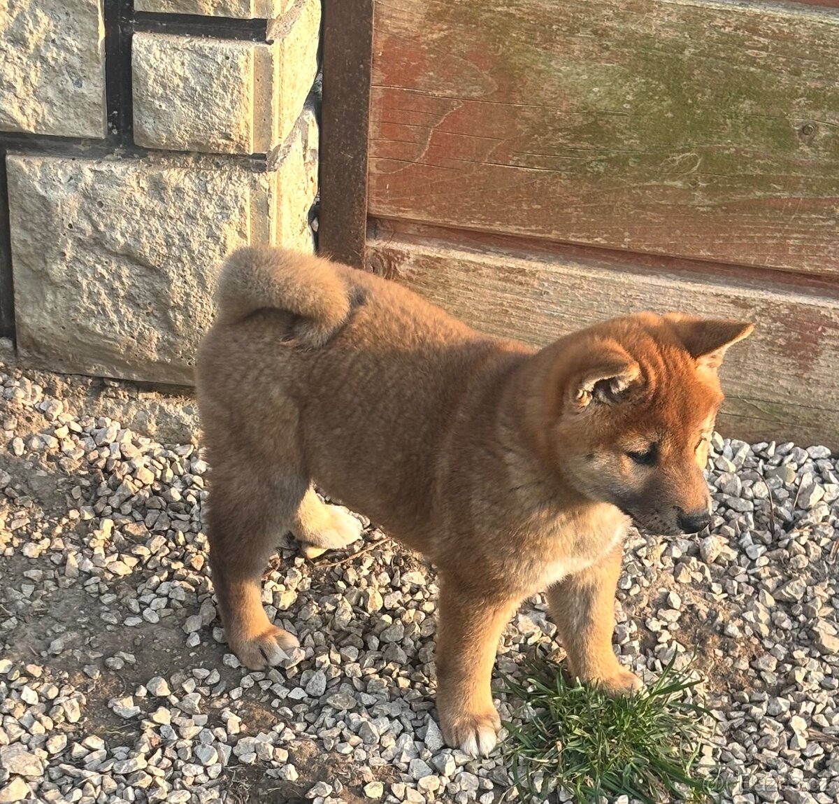 Shiba Inu s PP,FCI - 3