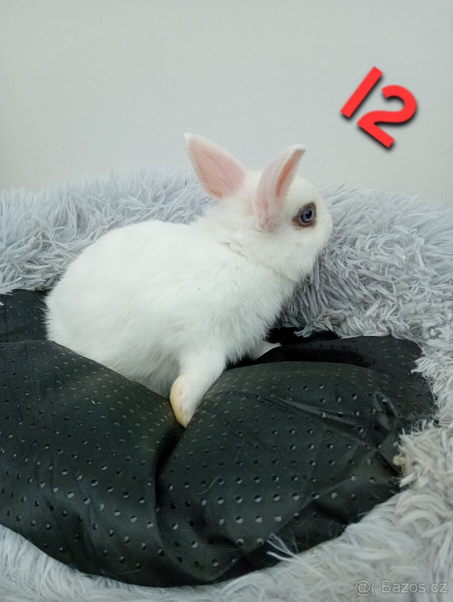Zakrslý králíček I2 - 3