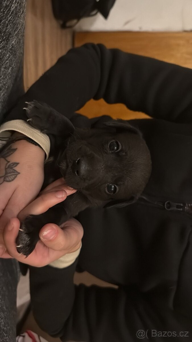 Prodej Štěňátek - 3