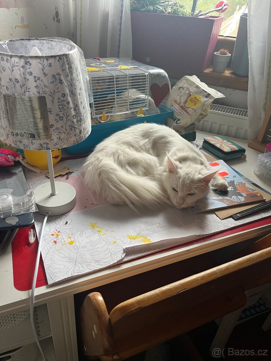 Mainská mývalí kočka - 3