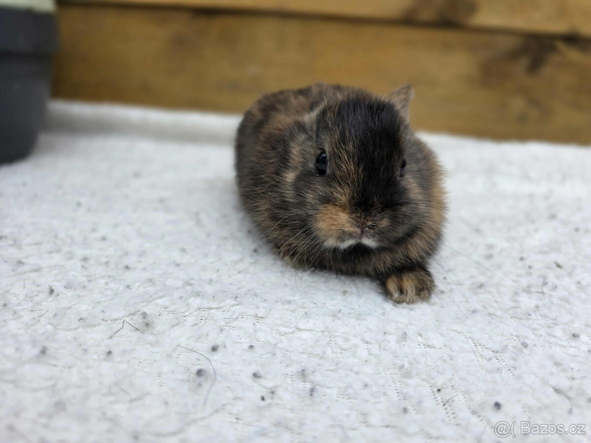 zakrslý Teddy králíček s PP- samička - 3