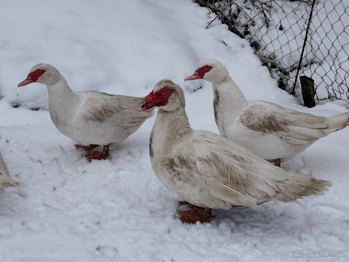 Kachna Pižmová - 3