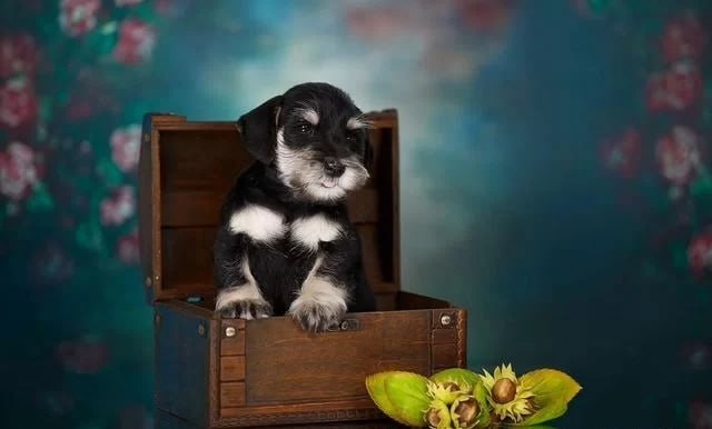 Knírač malý černostříbřitý s PP - 3