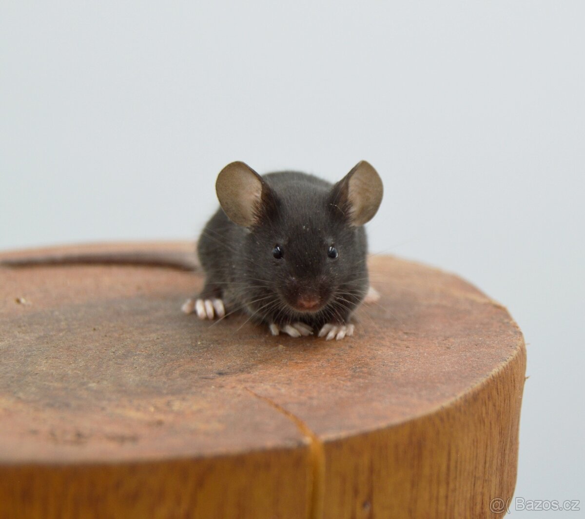 Pet myšky - 3